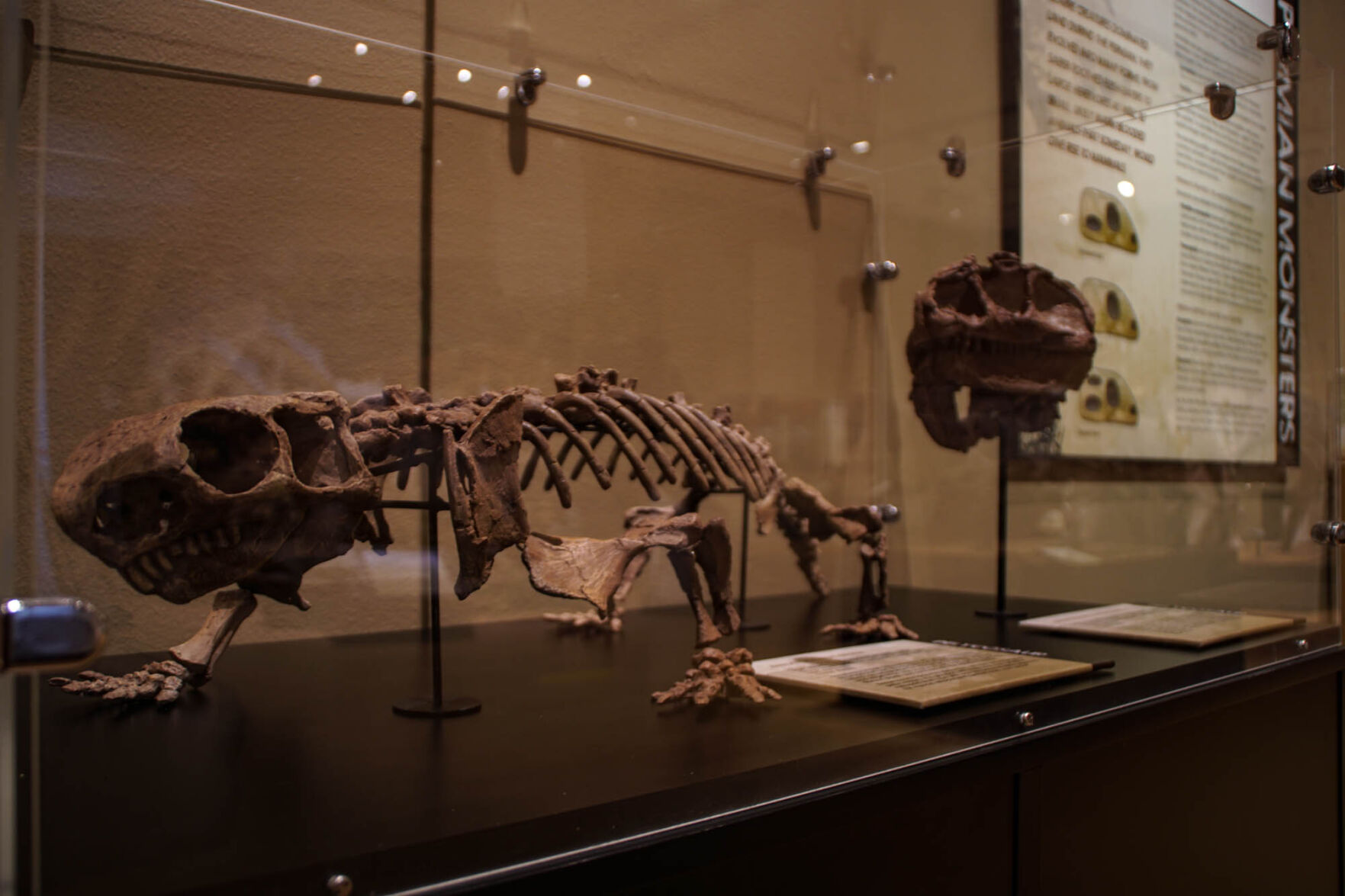 Fossils